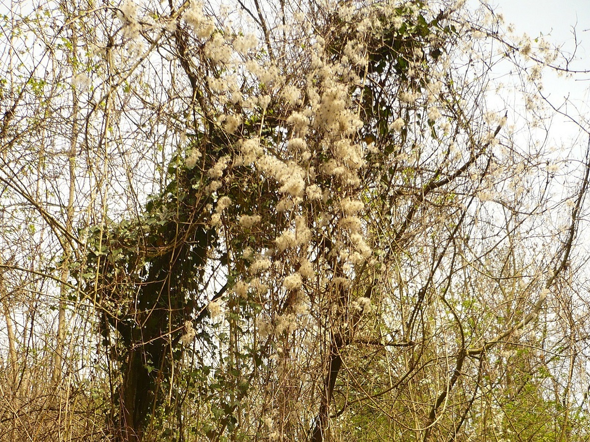 Clematis vitalba (Ranunculaceae)